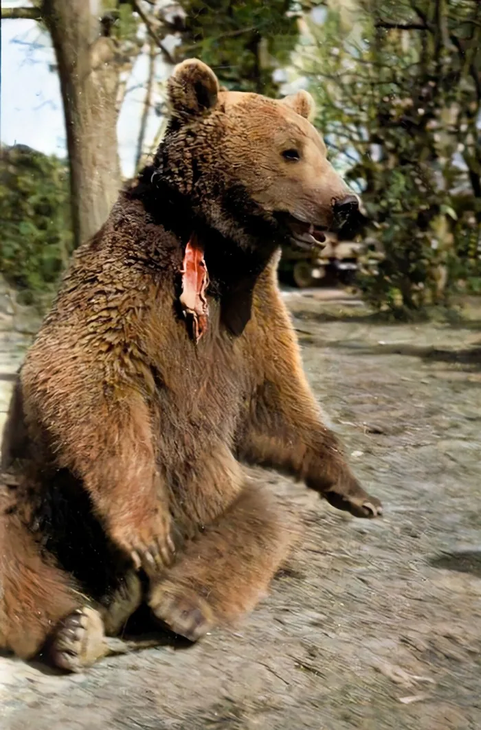 Szkocja. Po demobilizacji trafia do zoo w Edynburgu.